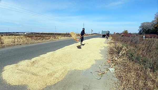 ▲ 발해 수도인 상경으로 가던 중 만난 농부 모습으로 아스팔트 도로에 나락을 널어 말리고 있다. 벼를 키우는 농부는 거의 우리 동포들이라고 한다 ⓒ 오문수