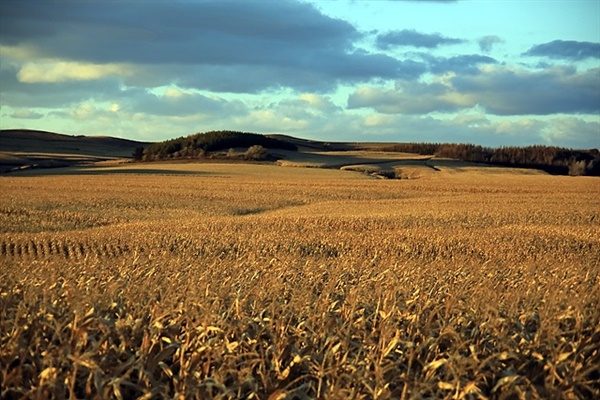 ▲ 과거'한흥동'에 세워진 무관학교 자리가 있었을 것으로 추정되는 옥수수밭의 현재 모습 ⓒ 안동립