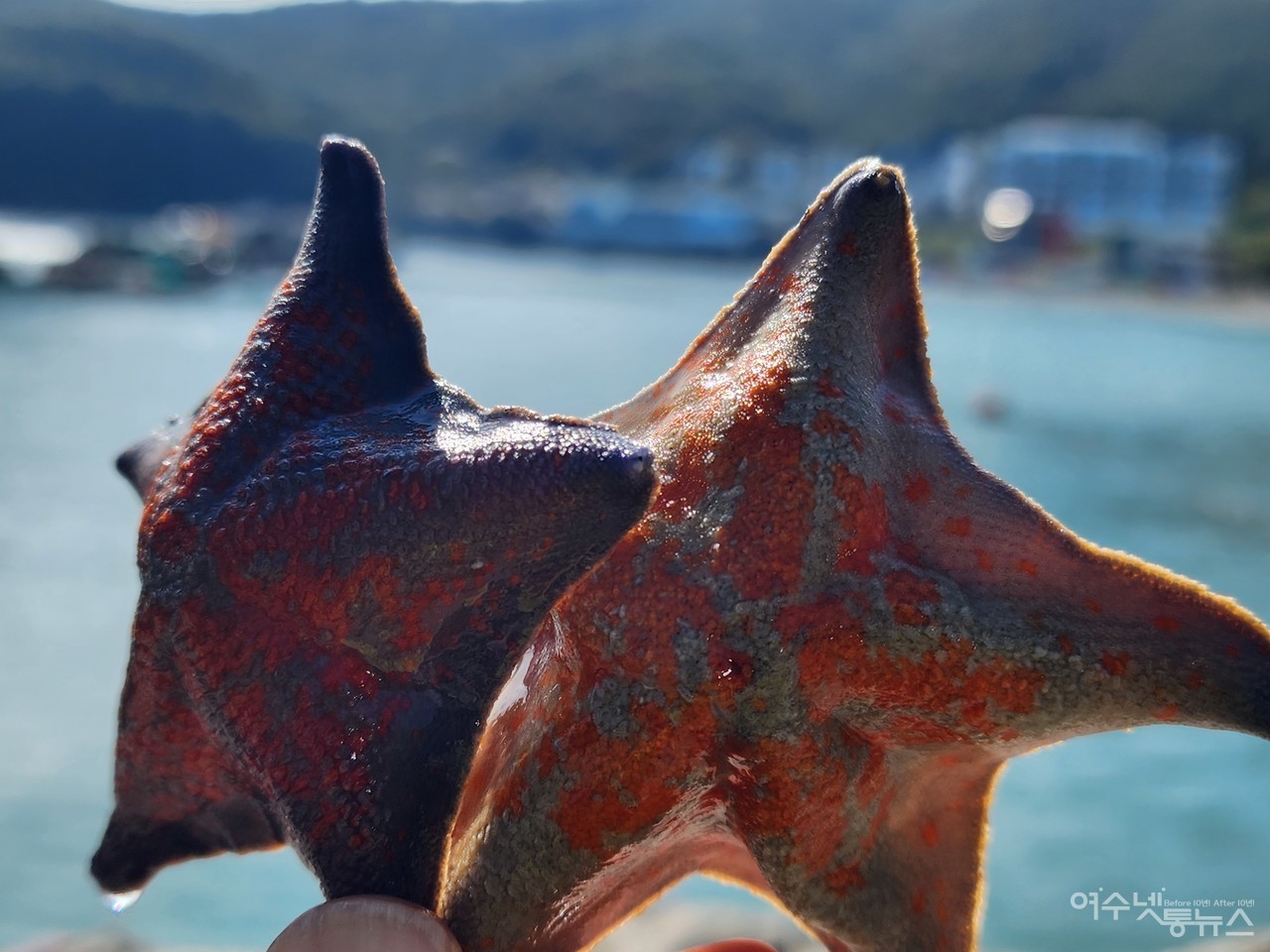 ▲ 9일 돌산 계동마을 일원에서 열린 제14회 불가사리 퇴치대회 및 수중정화활동이 펼쳐진 가운데 바다의 포식자 불가사리의 모습  ⓒ심명남