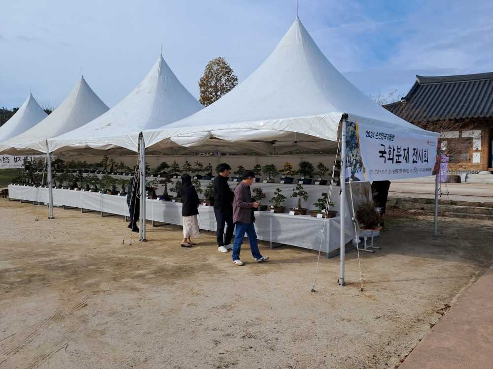 ▲ 2024년 순천만국가정원 국화분재 전시회 개최 ⓒ순천시