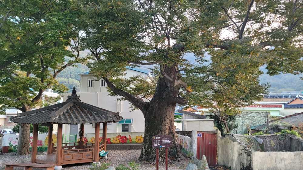 ▲ 여수 개도 ‘마녀목’ ⓒ여수시