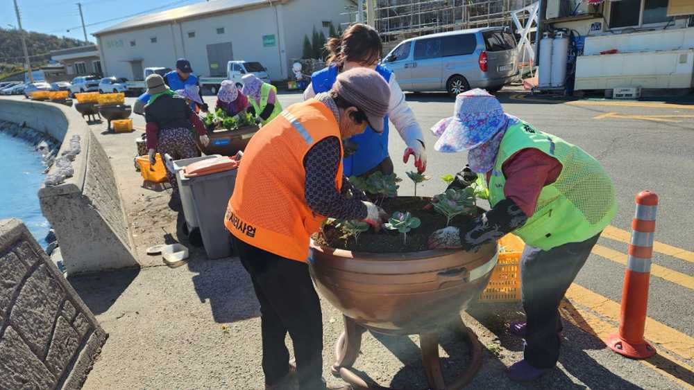 ▲  여수시 화정면은 지난 18일 주요 도로변과 시가지 화단에 팬지, 꽃배추 등 겨울꽃 7,000여 본을 식재했다고 밝혔다.ⓒ여수시