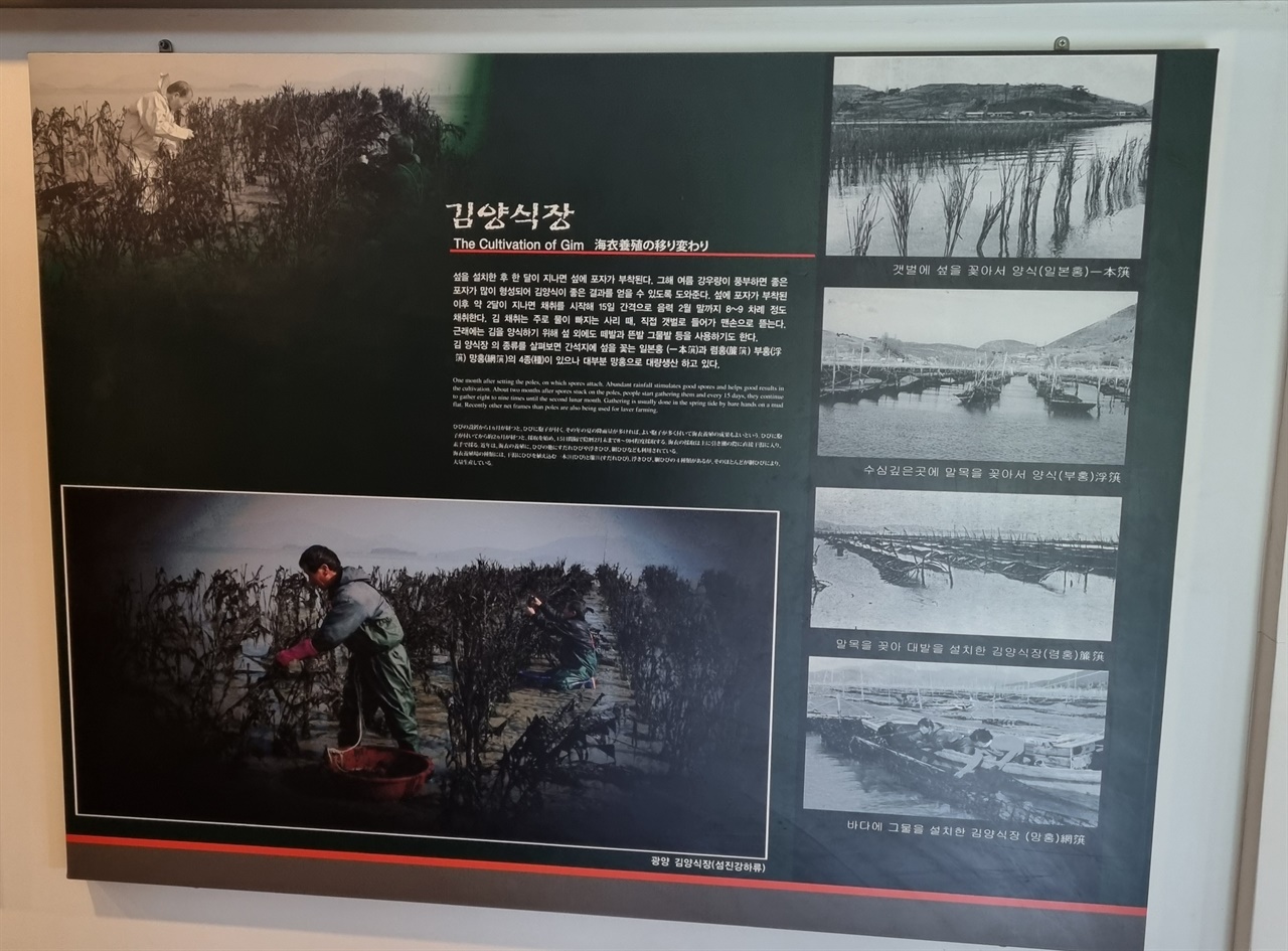 ▲ 밤나무 가지를 꽂는 섶꽂이 방식 ⓒ 김경희