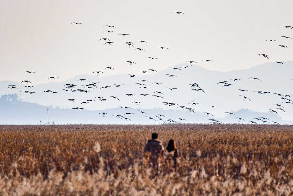 ▲ 갈대숲위를 비행하는 흑두루미ⓒ순천시