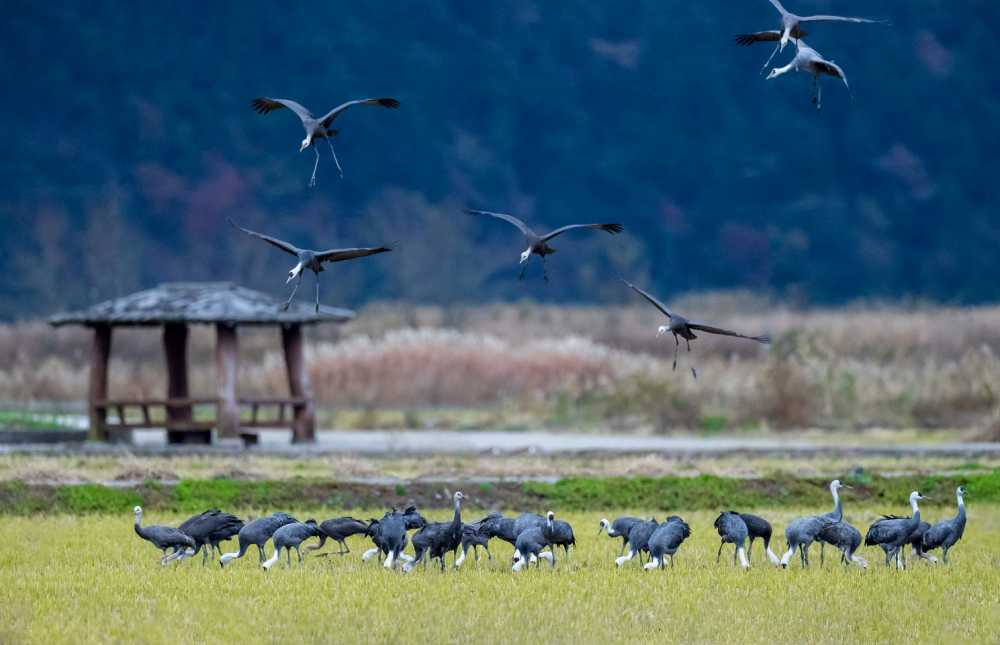 ▲ 어싱길 주변에서 먹이활동중인 흑두루미ⓒ순천시
