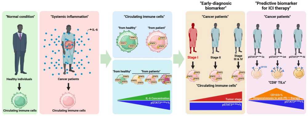 ▲ 전남대 의대연구팀, 폐암조기진단 및 면역항암치료 예측 바이오마커 개발(모식도)ⓒ