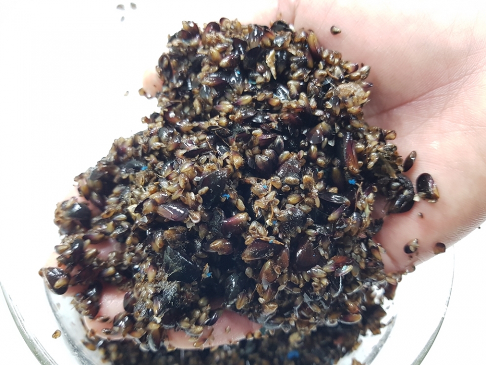 토종홍합 참담치 인공종자 (자료사진)