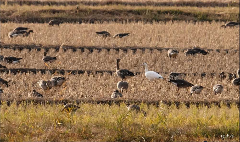 ▲순천만 흰기러기 첫 관찰..큰기러기 무리와 먹이활동 중인 흰기러기 ⓒ순천시