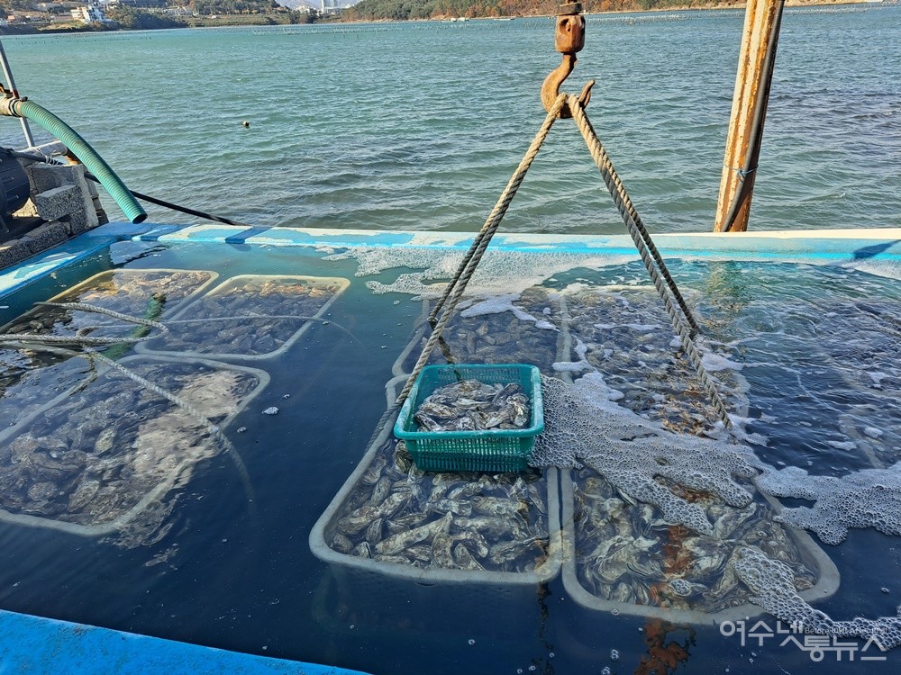 ▲ 여수 돌산 평사리 정우굴구이, 각굴이다. ⓒ조찬현