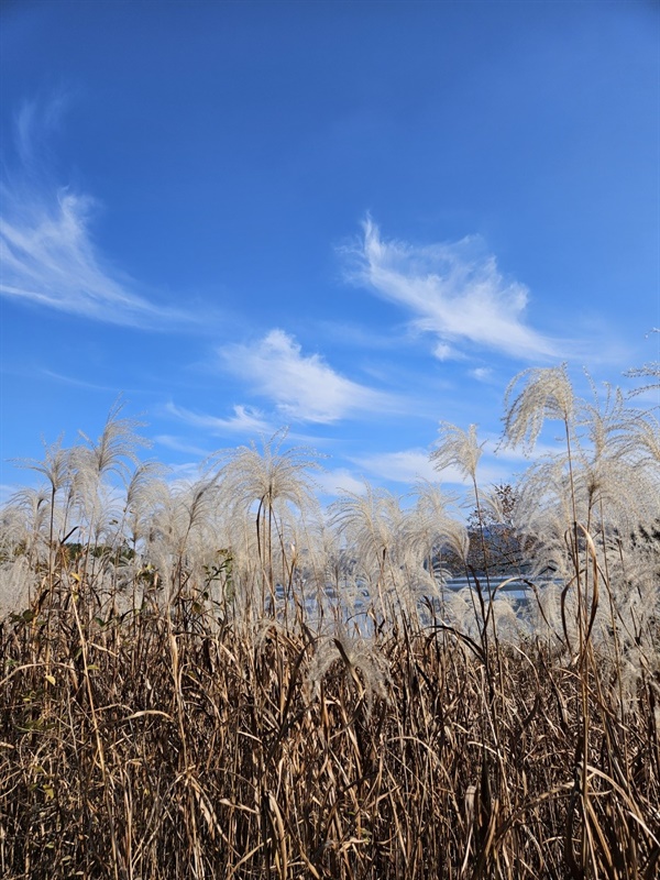 ▲ 갈대꽃과 새털구름흔들리는 갈대꽃과 날아가는 새털구름이 조화롭다 ⓒ 박귀단