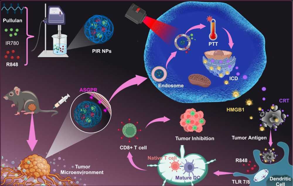 ▲ 전남대 박인규 교수팀, 나노입자로 혁신적인 간암 치료법 개발 ⓒ전남대학교
