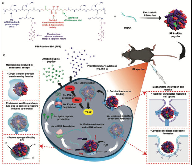 ▲COVID-19 mRNA 전달 효율을 획기적으로 개선한 mRNA 전달체 작용 기전 모식도. ⓒ전남대학교