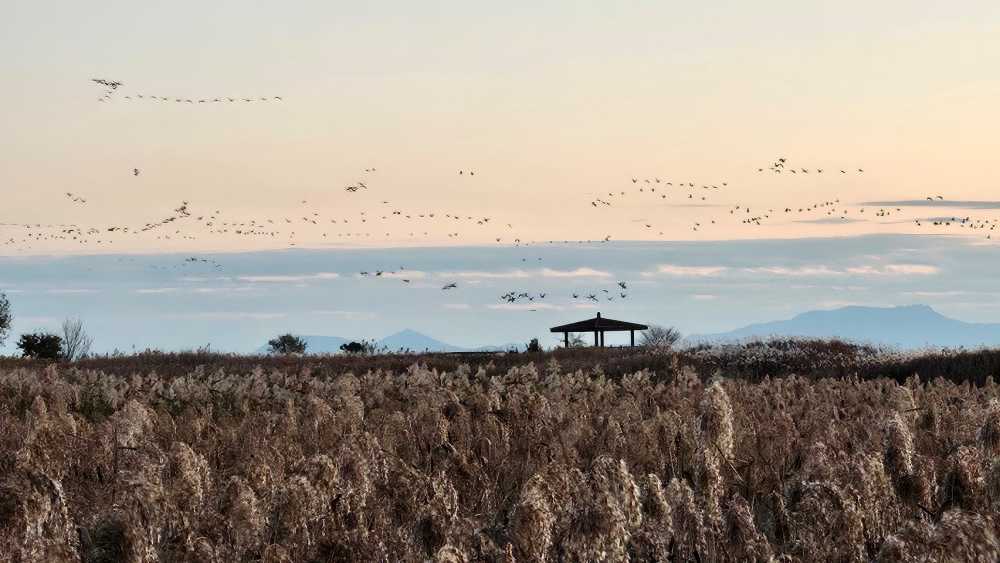 ▲ 순천만습지에 가창오리떼가 군무를 이루고 있다. ⓒ순천시
