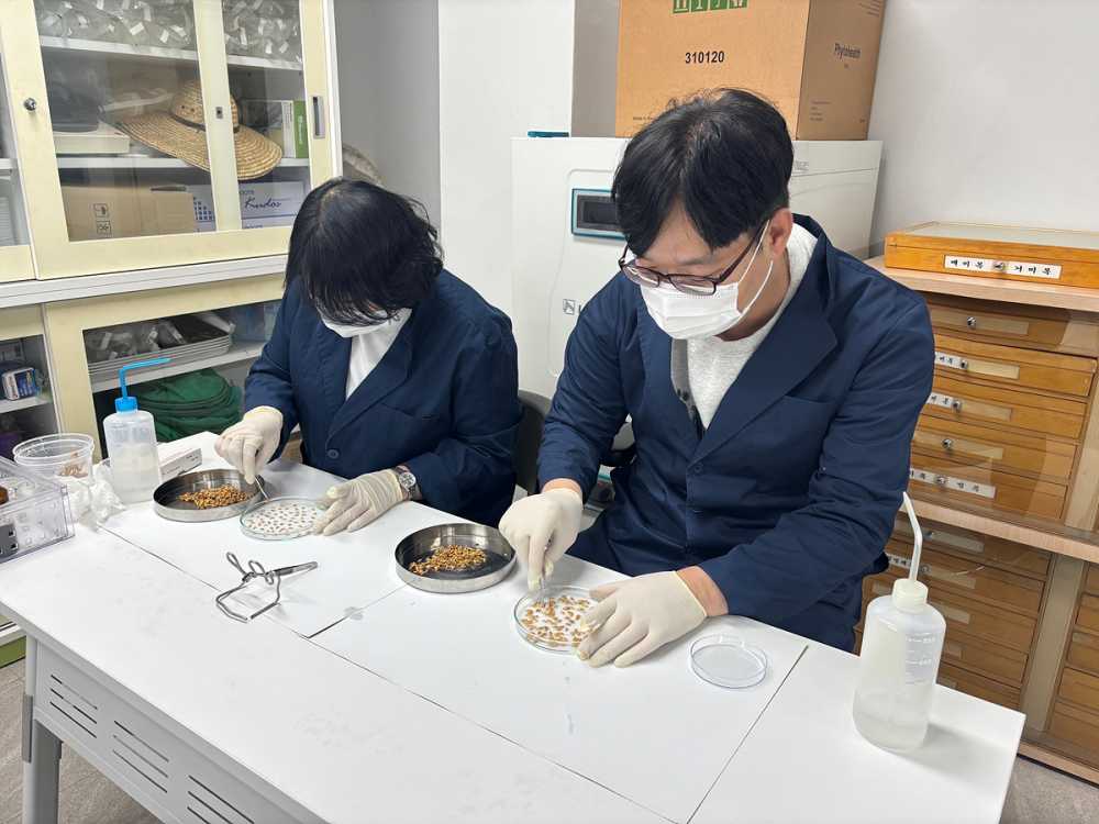 ▲ 여수시는 본격적인 영농철에 앞서 안전한 육묘를 위해 벼 종자 발아력 검사를 무료로 지원한다.ⓒ여수시