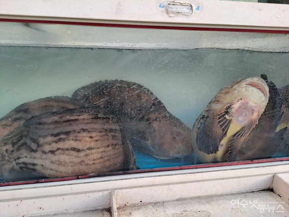 ▲쏨뱅이목 꼼치과의 바닷물고기인 물메기는 흡사 그 생김새가 메기를 닮았다. ⓒ조찬현