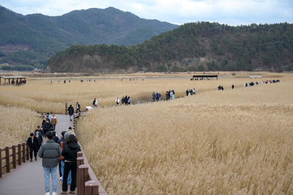▲순천만습지 갈대밭을 거닐고 있는 관람객들 ⓒ순천시