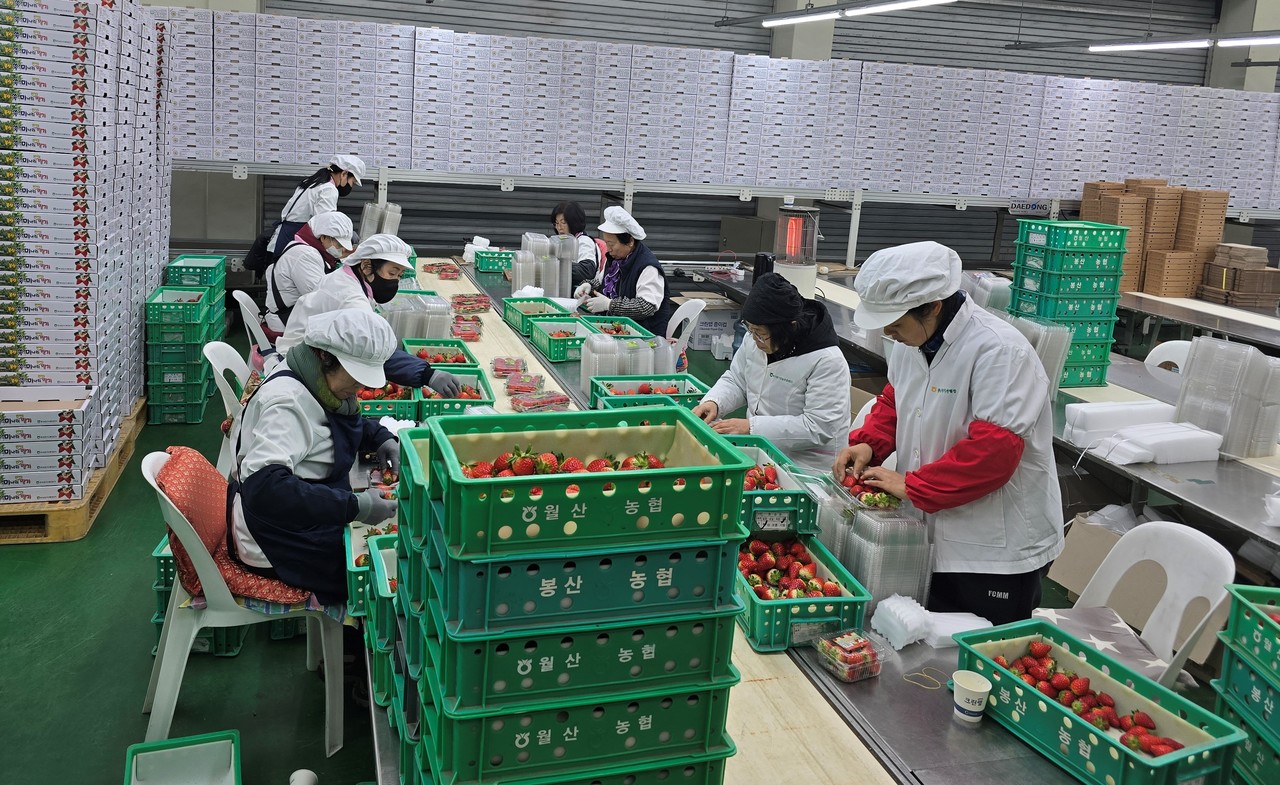 ▲수출용 딸기 선별 ⓒ전라남도