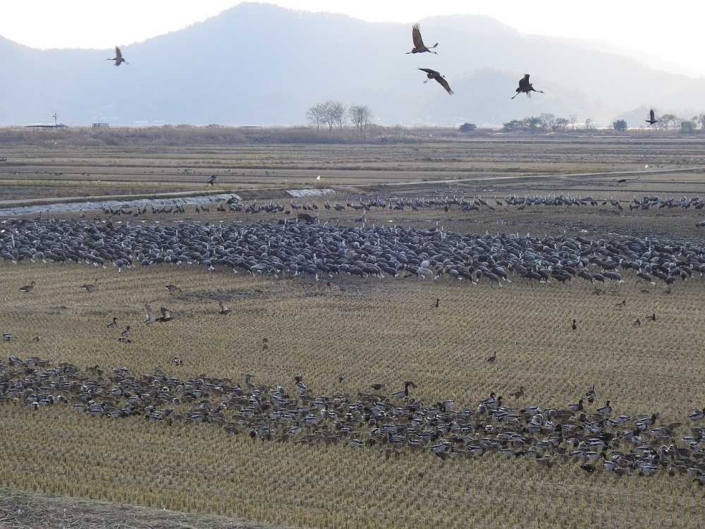 ▲ 흑두루미 모습.ⓒ순천시