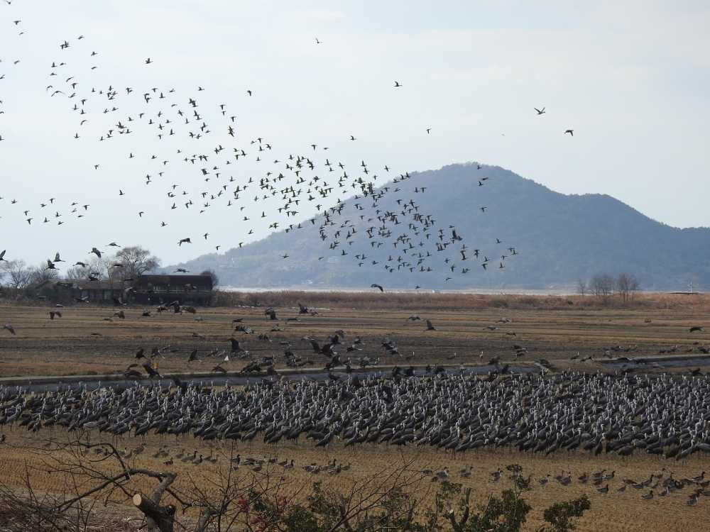 ▲  흑두루미 모습.ⓒ순천만