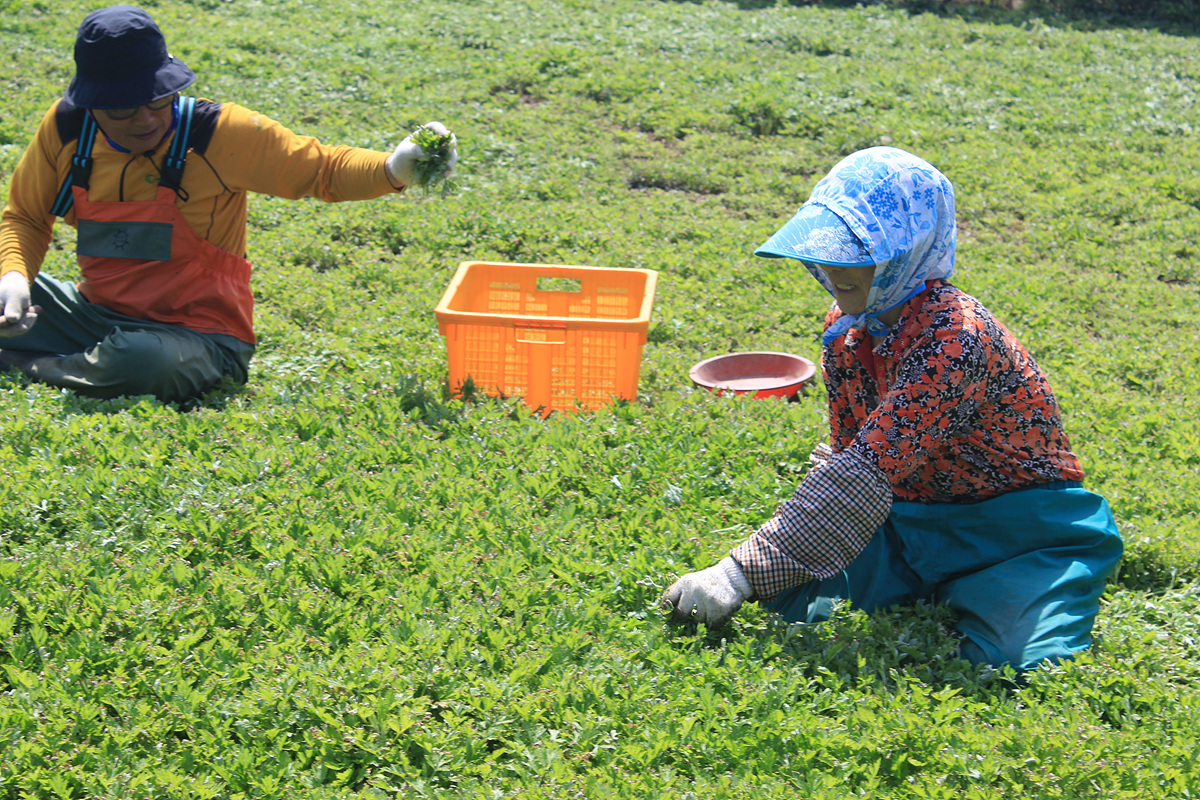 ▲ 거문도 주민들이 해풍을 머금은 생쑥을 수확하고 있다. ⓒ여수시
