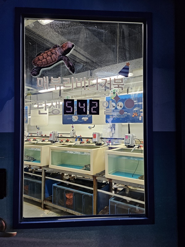 ▲ 바다거북 신생아실매부리바다거북 탄생 542일 ⓒ 박귀단