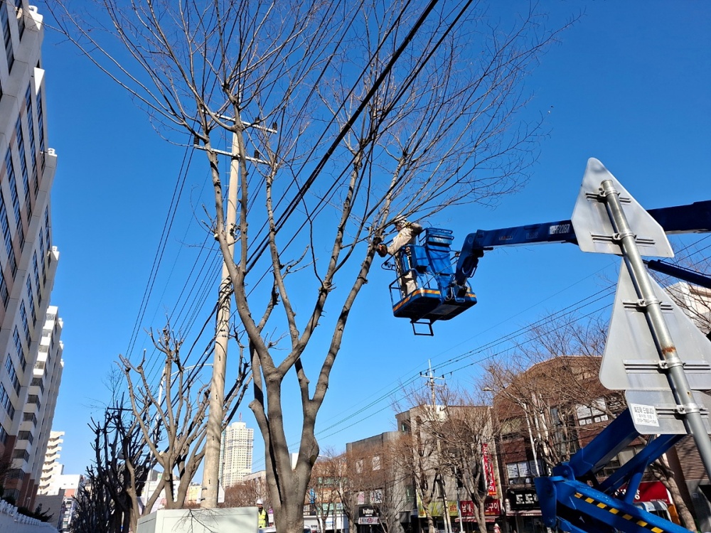 ▲ 여수시, 내달 말까지 가로수 전정 작업 실시. ⓒ여수시