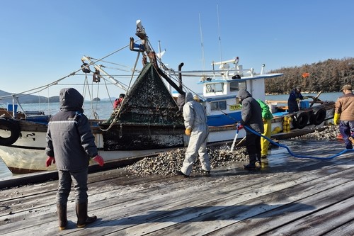▲ 전남 여수 새조개 양식장[김영관씨 제공. 재판매 및 DB 금지]