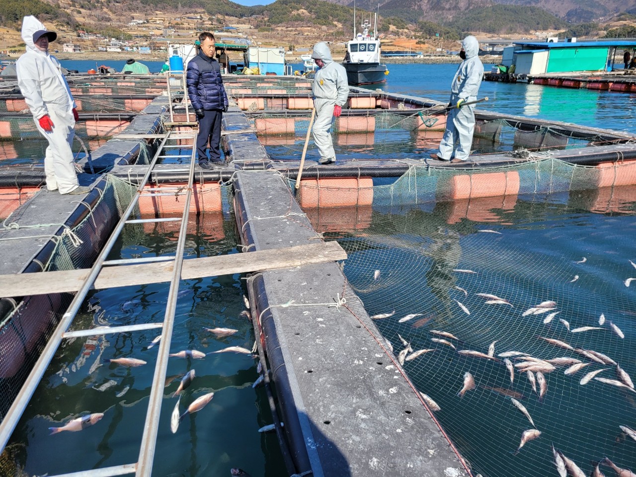 ▲여수 가두리양식 저수온 피해 ⓒ여수시