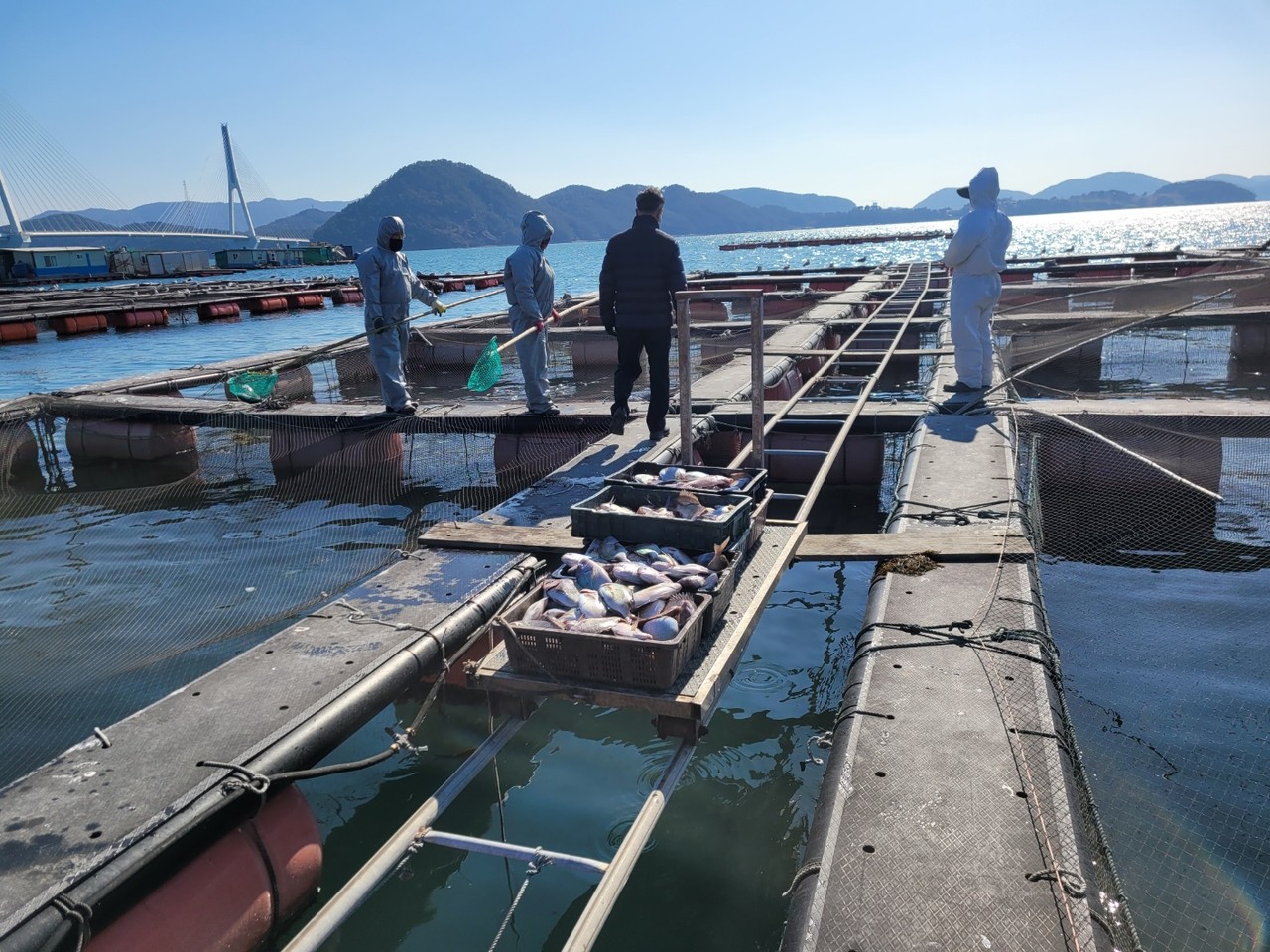 ▲여수 가두리양식 저수온 피해 ⓒ여수시