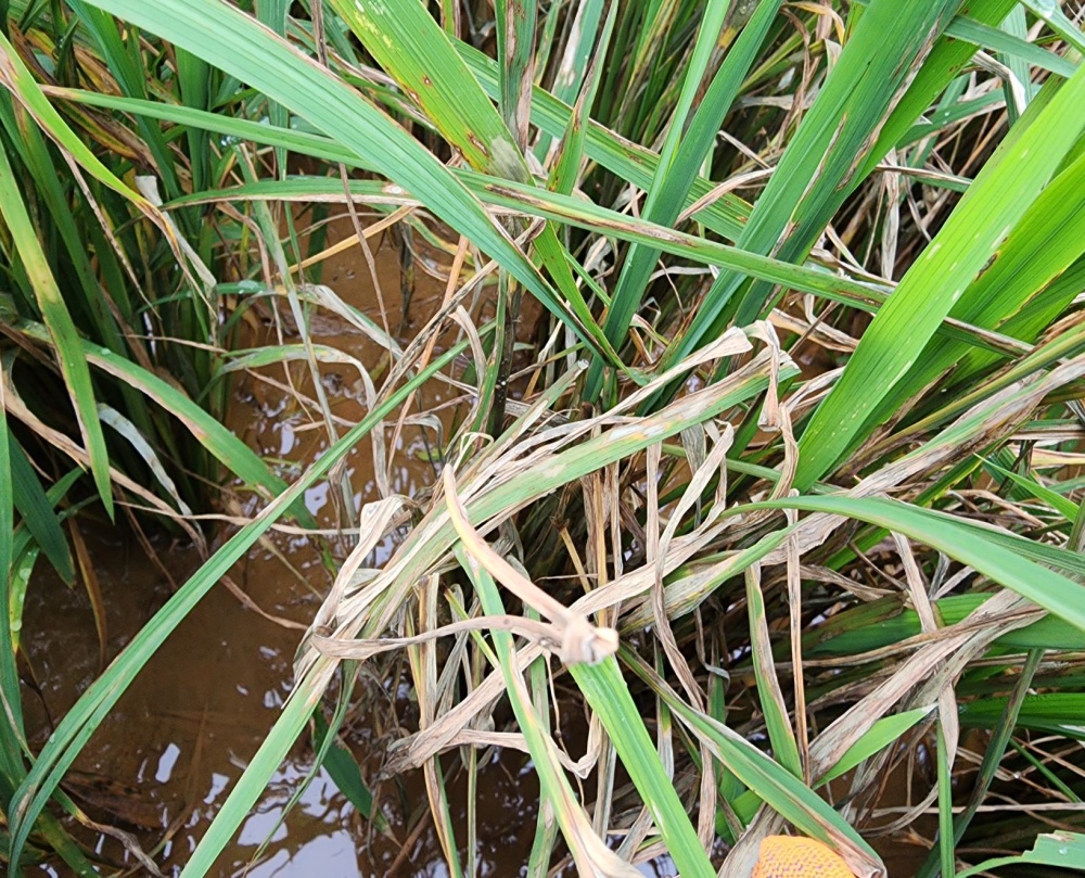 ▲ 벼 도열병 피해. ⓒ여수시