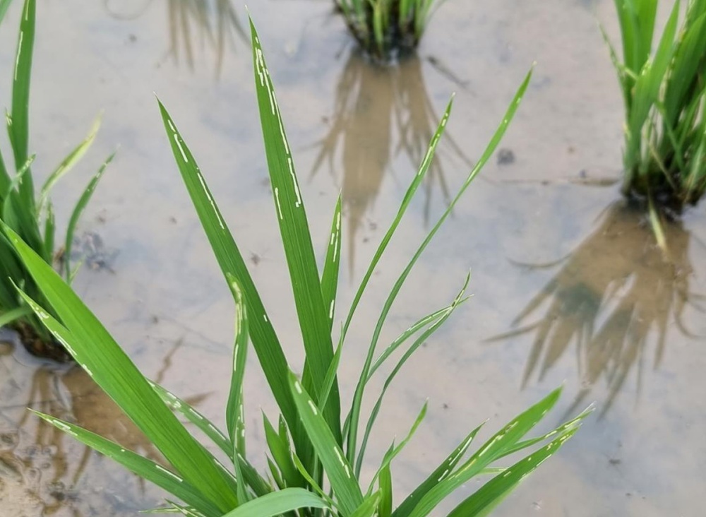 ▲ 벼 물바구미 피해. ⓒ여수시