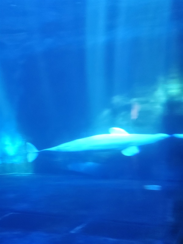 ▲ 흰고래벨루가이곳의 마스코트 흰고래 벨루가 매끈한 몸매를 보여주며 헤엄치는 모습 ⓒ박귀단