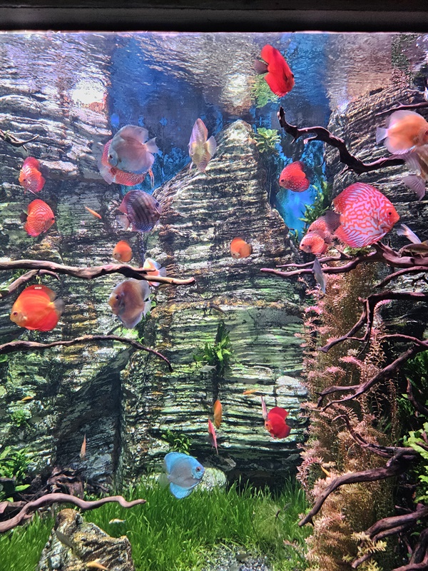 ▲ 디스커스동글동글 귀여운 외모의 디스커스는 화려한 무늬를 자랑하는 담수어의 황제 ⓒ 박귀단