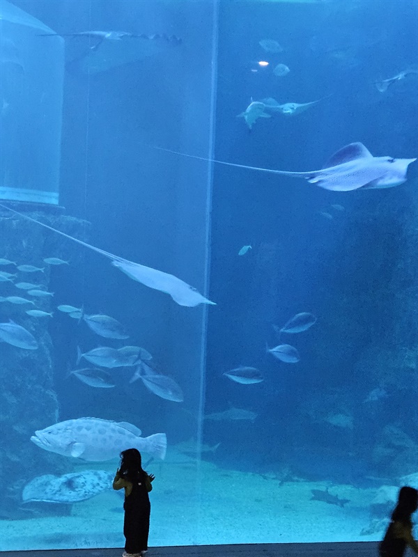 ▲ 메인수조높게 날아오르는 가오리와 바다 생물들 ⓒ 박귀단