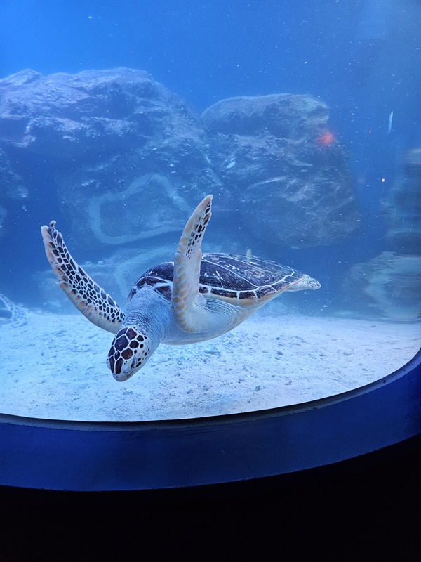 ▲ 바다거북앞다리를 날개 삼아 날아오르는 바다거북 ⓒ 박귀단