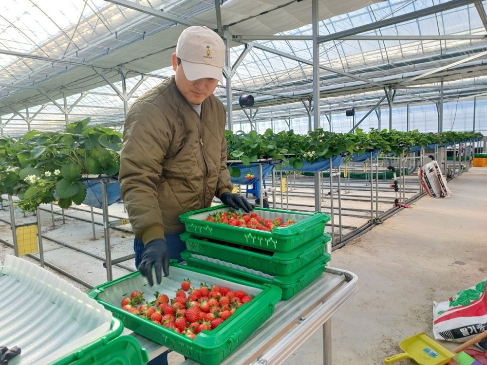 ▲청년농들이 내재해형 스마트온실에서 직접 작물을 재배하고 있다. ⓒ순천시