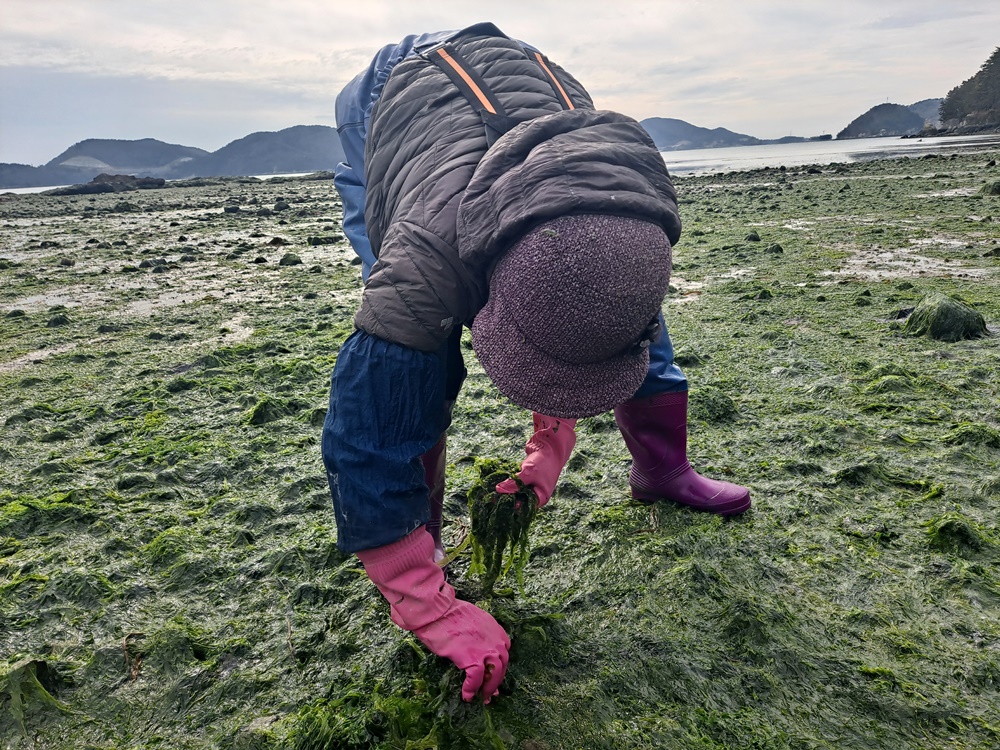 ▲여수 화태도 묘두마을 갯가에서 아낙네가 파래를 채취하고 있다. ⓒ조찬현
