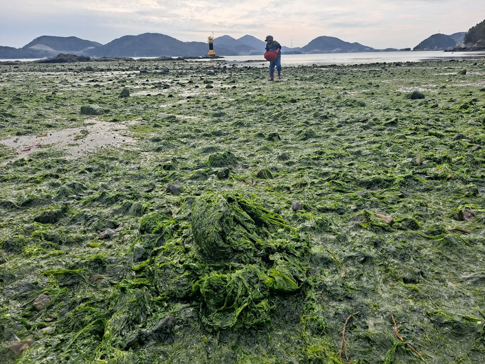 ▲여수 화태도 묘두마을 갯가에서 아낙네가 파래를 채취하고 있다. ⓒ조찬현