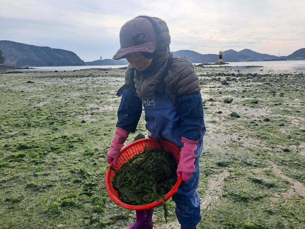 ▲여수 화태도 묘두마을 갯가에서 아낙네가 파래를 채취하고 있다. ⓒ조찬현