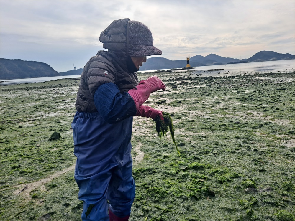 ▲여수 화태도 묘두마을 갯가에서 아낙네가 파래를 채취하고 있다. ⓒ조찬현