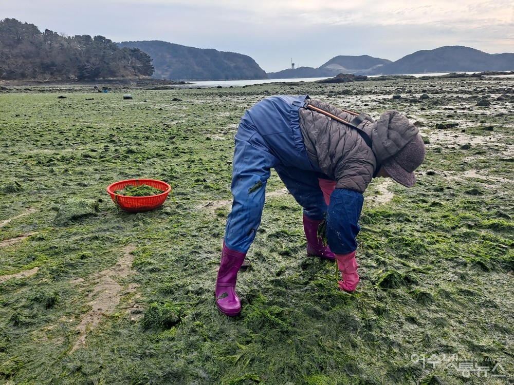 ▲여수 화태도 묘두마을 갯가에서 아낙네가 파래를 채취하고 있다. ⓒ조찬현