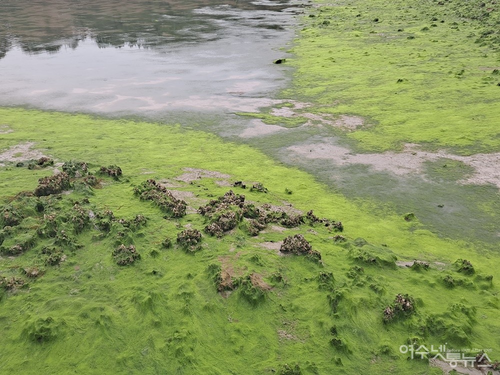▲여수 화태도 묘두마을, 마을 안쪽 바다에도 파래가 흐드러졌다. ⓒ조찬현