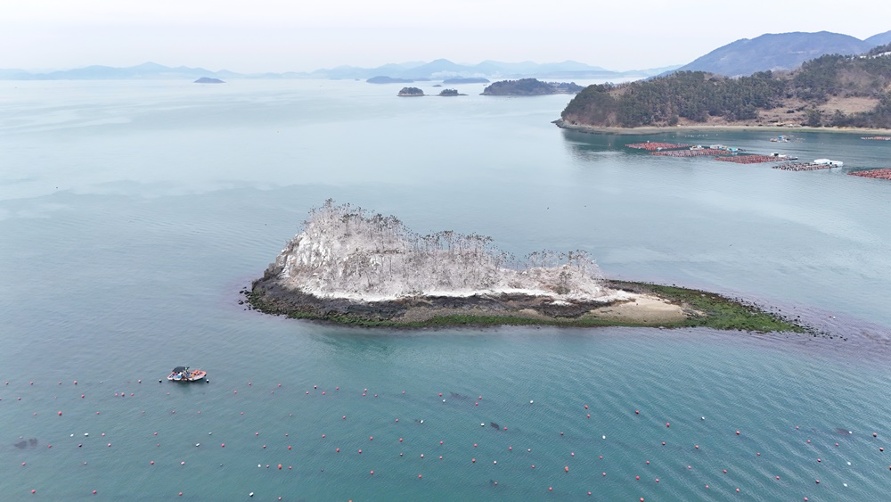 ▲상증도 소나무 2025년 2월 27일 촬영 ⓒ박근세