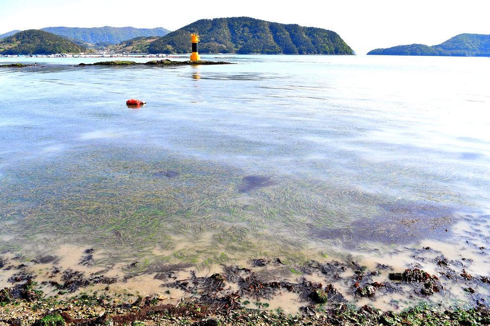 ▲ 여수 화태도 잘피밭 (2021년 4월 11일  촬영) ⓒ박근세