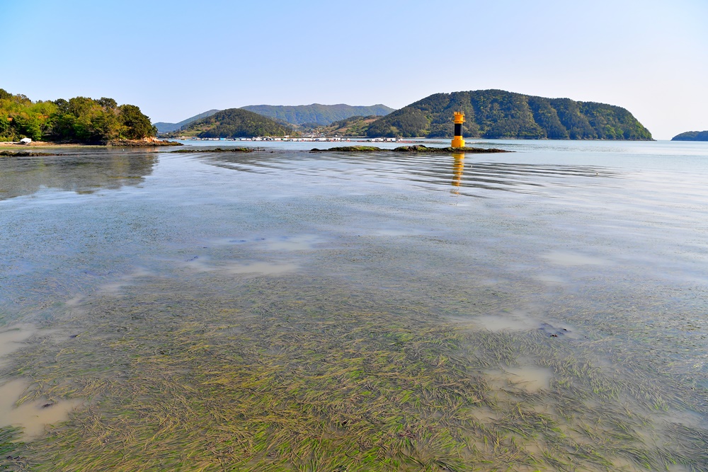 ▲여수 화태도 잘피밭 (2021년 4월 11일 촬영) ⓒ박근세