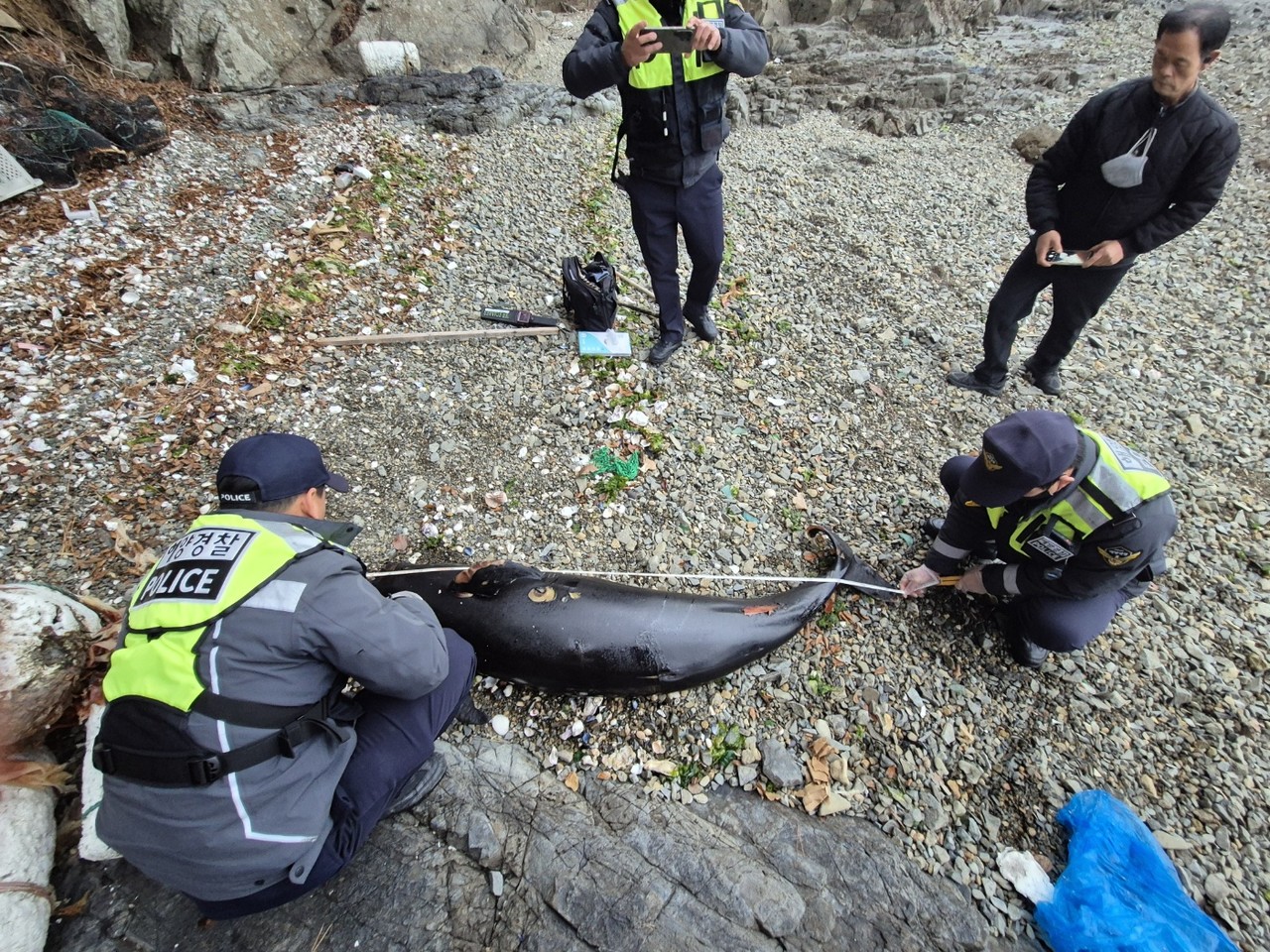 ▲ 여수해경이 상괭이 사체를 확인하고 있다. ⓒ여수해양환경인명구조단