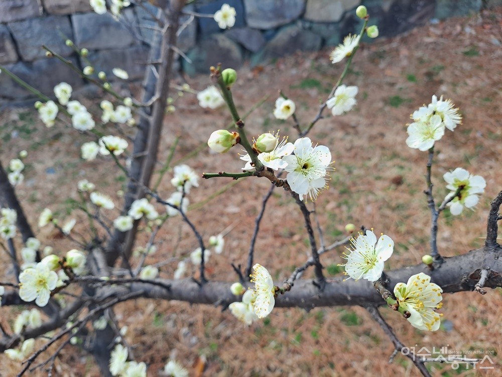 ▲진남관 뜰앞에 백매화가 피었다.  ⓒ조찬현