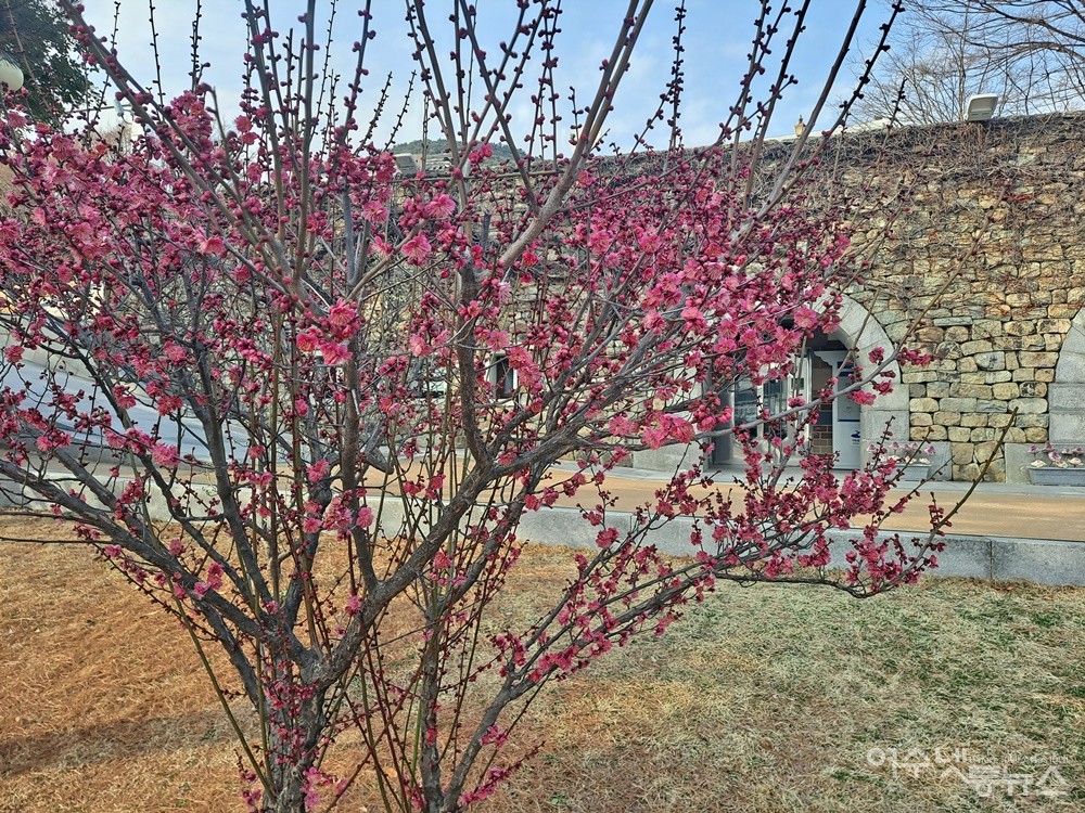 ▲진남관 뜰앞에 홍매화가 피었다.  ⓒ조찬현