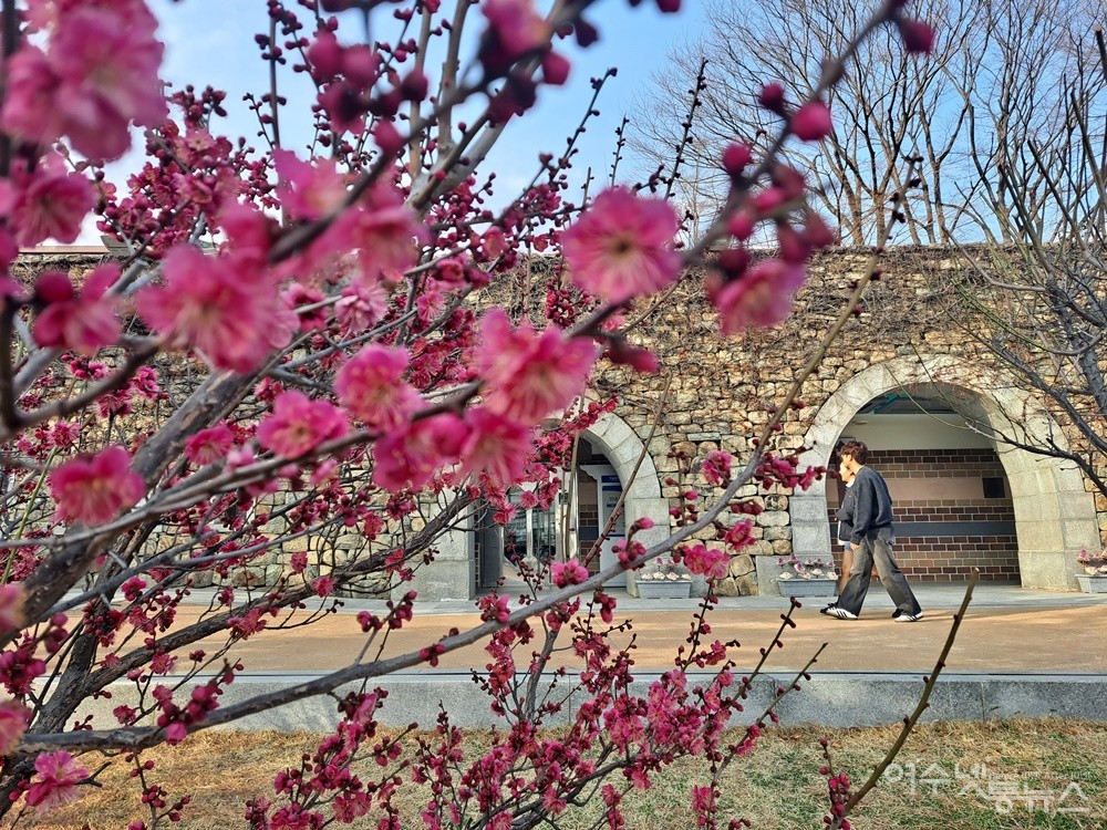 ▲진남관 뜰앞에 홍매화가 피었다.  ⓒ조찬현