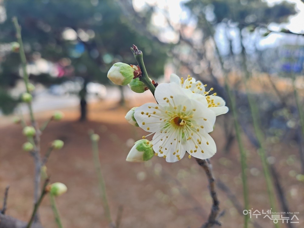 ▲진남관 뜰앞에 백매화도 피었다.  ⓒ조찬현